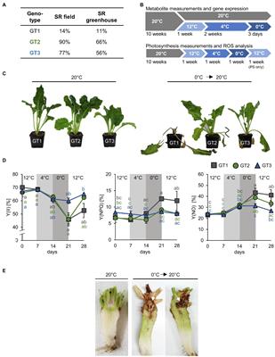 Cold-Triggered Induction of ROS- and <mark class="highlighted">Raffinose</mark> Metabolism in Freezing-Sensitive Taproot Tissue of Sugar Beet